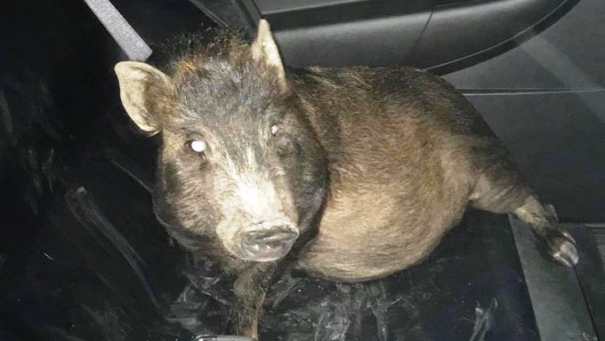 Captura tomada de Facebook: North Ridgeville Police Department