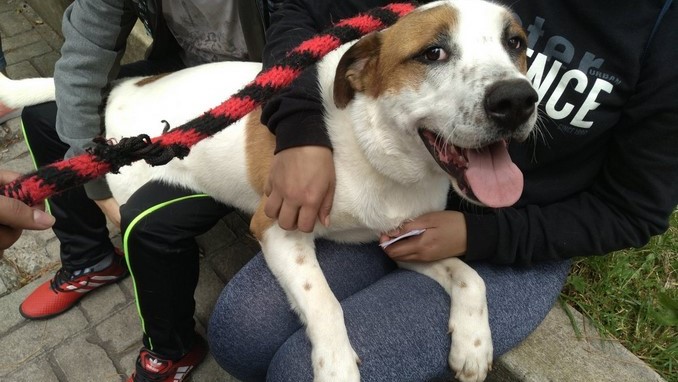 Este viernes se realizará la Jornada de Bienestar para Mascotas en la Ciudadela de Robledo de la UdeA