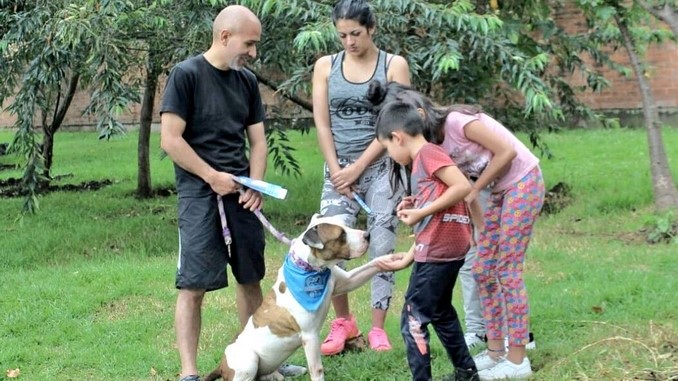 75 mascotas encontraron hogar durante jornada de 'Adoptatón' en Bogotá