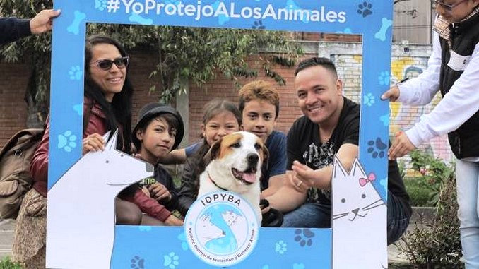 75 mascotas encontraron hogar durante jornada de 'Adoptatón' en Bogotá