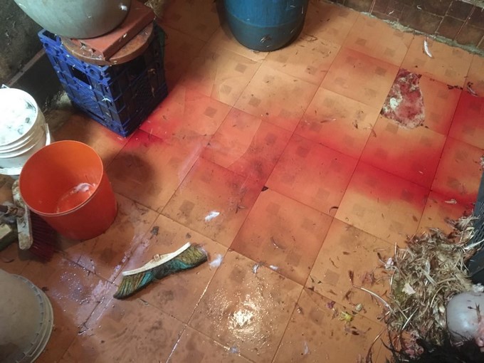 Fotos y vídeo. En operativos de control en sector de la Minorista encontraron matadero clandestino de animales 3 operativos en la minorista 1 Copiar