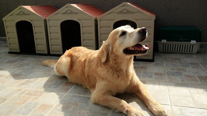 Este domingo habrá en Bogotá una gran jornada de vacunación de perros y gatos contra la rabia