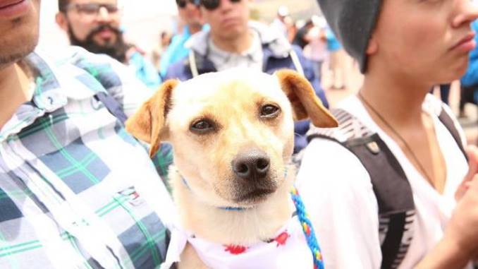 perro mascota
