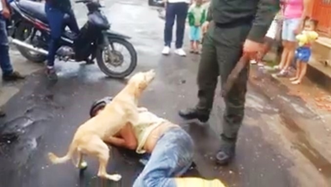 ¡Todo un guardián! Perro protege a su dueño que borracho se quedó dormido en plena vía pública