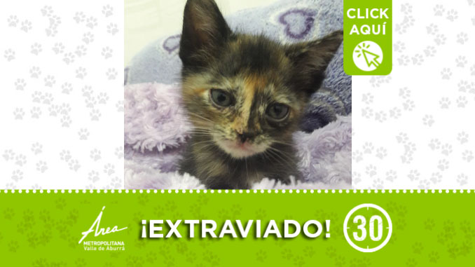 ‘Lisa’ se extravió en el barrio Granizal de Medellín