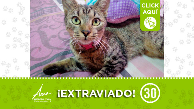 ‘Perla’ se perdió en La Milagrosa