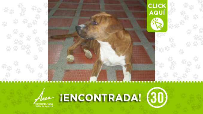 Perrita encontrada por Niquía Camacol, buscan a sus dueños