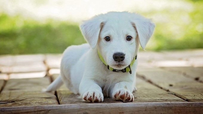 puppy cachorro perrito chachorrito perro