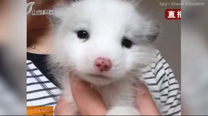 Captura tomada de Youtube: Oliver Twist