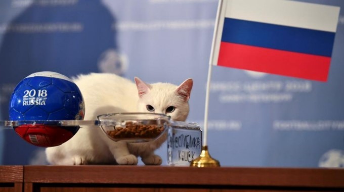 VIDEO:  Aquiles, el gato que predijo el ganador del partido inaugural de la Copa Mundo