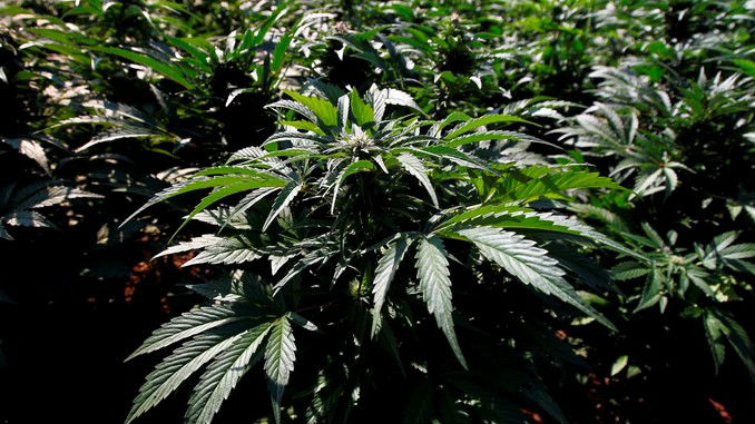 Cultivo_Marihuana_EFE