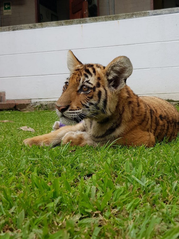 Así se recupera Dalila, una cachorra de tigre de bengala que sufrió una fractura