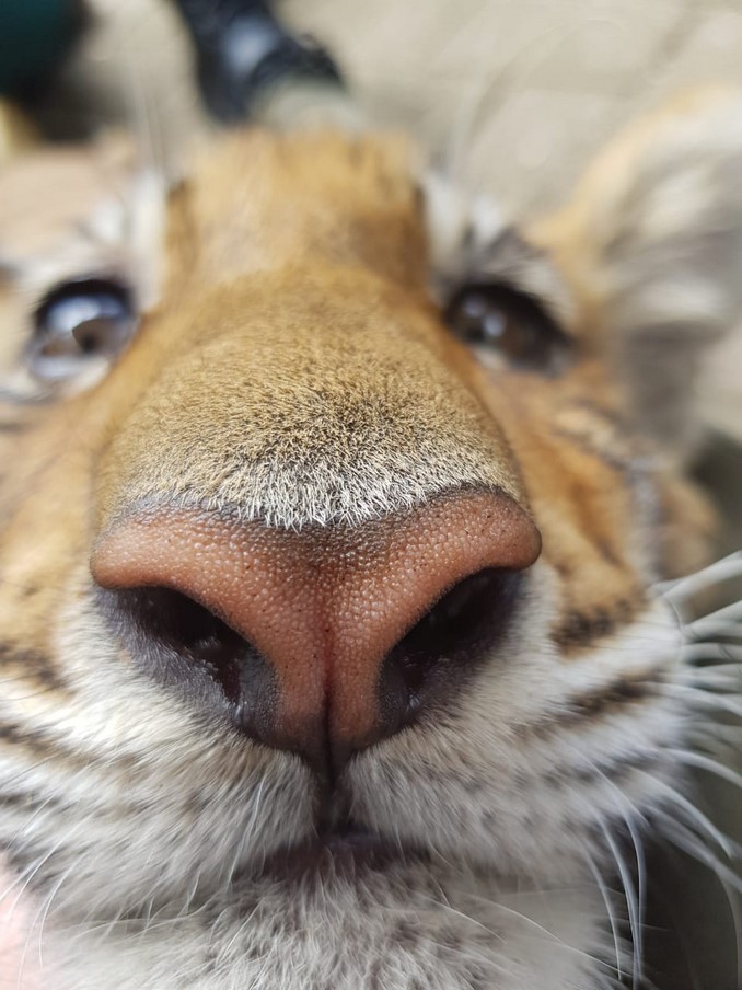 Así se recupera Dalila, una cachorra de tigre de bengala que sufrió una fractura