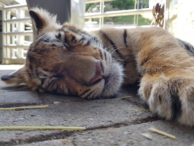 Así se recupera Dalila, una cachorra de tigre de bengala que sufrió una fractura