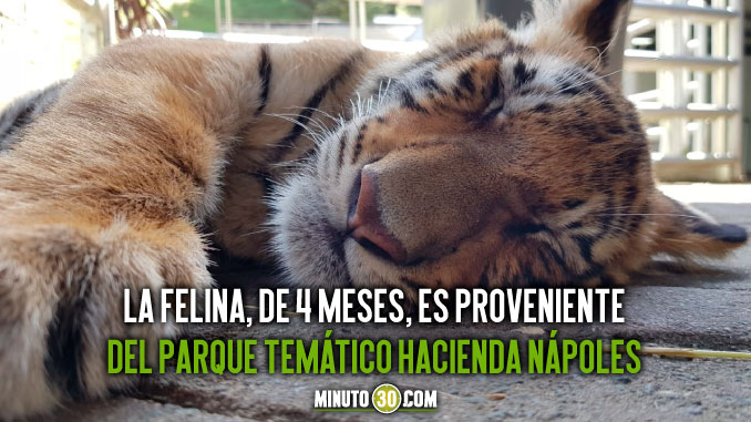 Así se recupera Dalila, una cachorra de tigre de bengala que sufrió una fractura