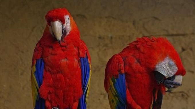 Fueron entregadas voluntariamente a las autoridades de Rionegro 6 guacamayas
