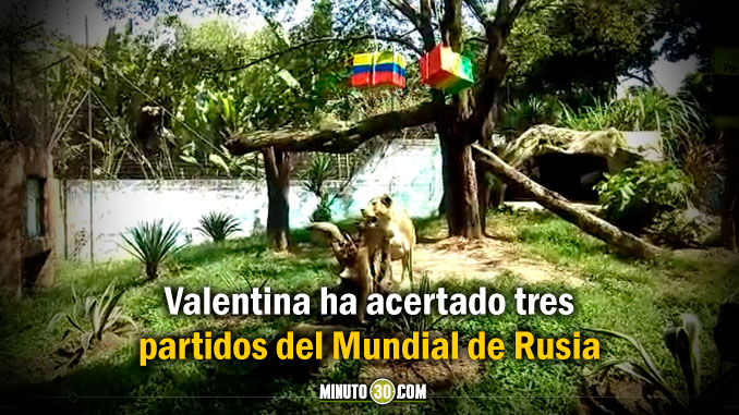 Leona del zoológico de Medellín predice marcador del partido entre  Colombia y Senegal