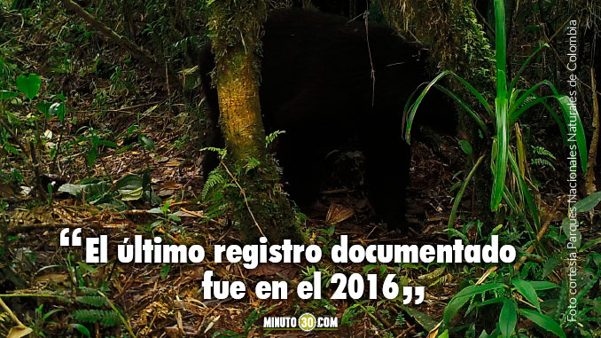 Oso de anteojos fue avistado en Parque Nacional Natural Las Orquídeas