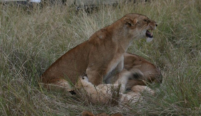 Leones se comen tres cazadores que querían mutilar rinocerontes