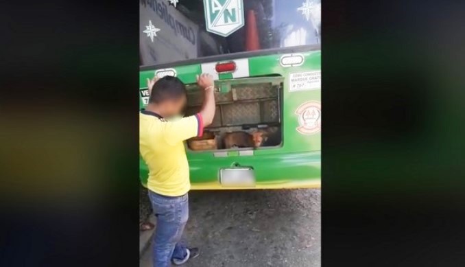 ¿Perrito viajaba en el baúl de un bus? Denuncian aparente caso de maltrato animal en Bucaramanga