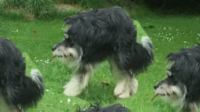 Captura tomada de Twitter: @bulletsmikey