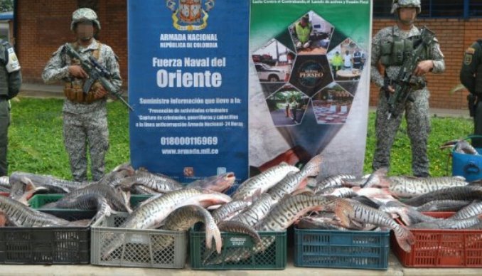 Incautaron media tonelada de pescado no apto para el consumo humano