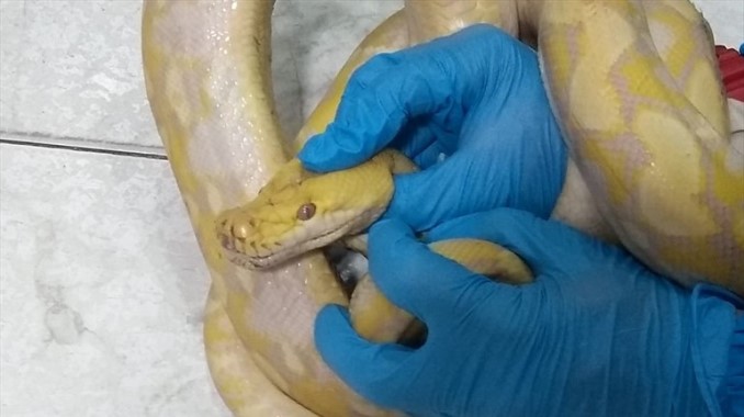 VIDEO: Recuperaron cuatro serpientes que serían enviadas como encomienda desde la Terminal Salitre de Bogotá