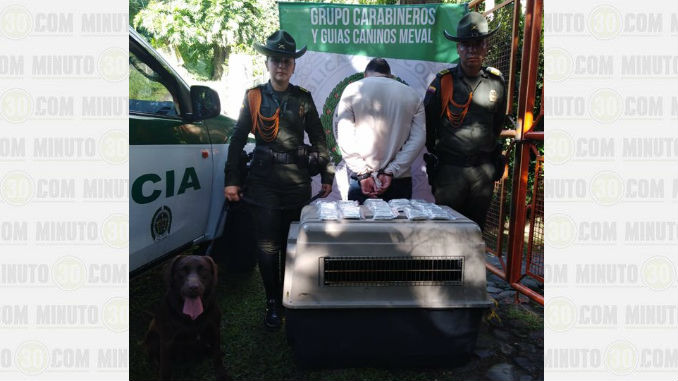 La unidad canina le detectó la marihuana que llevaba en su poder 2 Marihuana_Barbosa