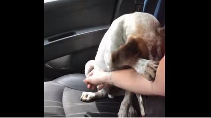 Perrito rescatado acaricia a su rescatista