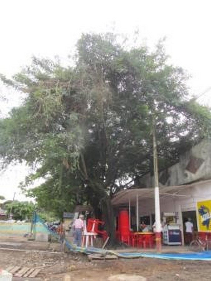 Autoridades hicieron una visita técnica a árbol en riesgo en el municipio de Puerto López, Meta