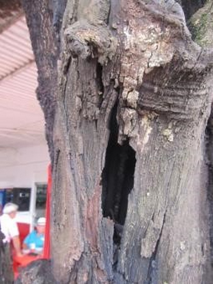 Autoridades hicieron una visita técnica a árbol en riesgo en el municipio de Puerto López, Meta