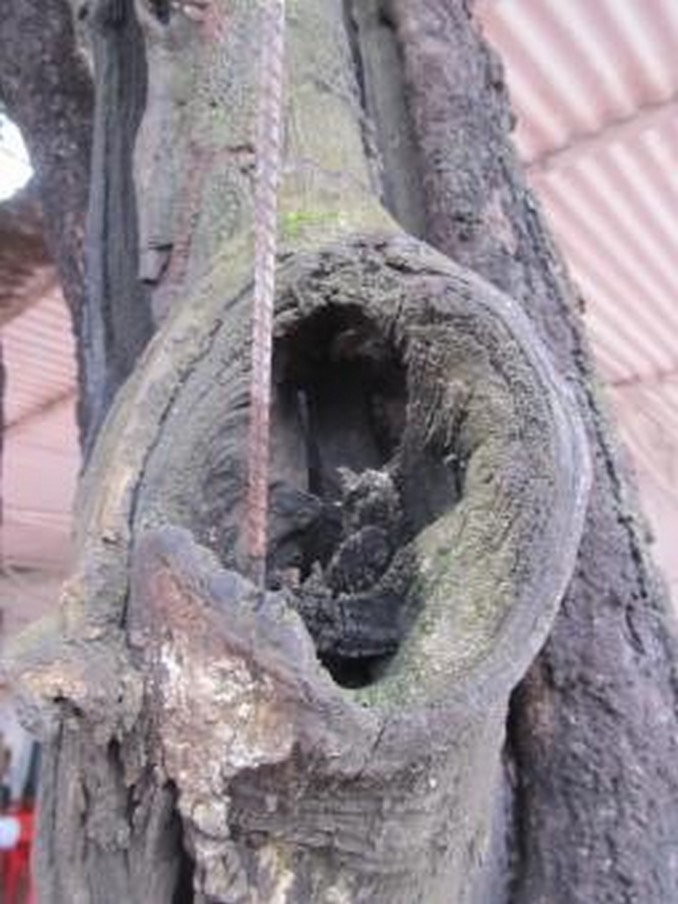 Autoridades hicieron una visita técnica a árbol en riesgo en el municipio de Puerto López, Meta