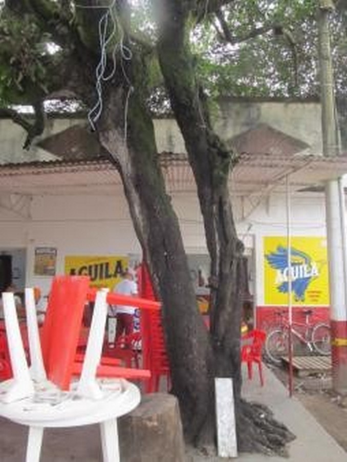 Autoridades hicieron una visita técnica a árbol en riesgo en el municipio de Puerto López, Meta