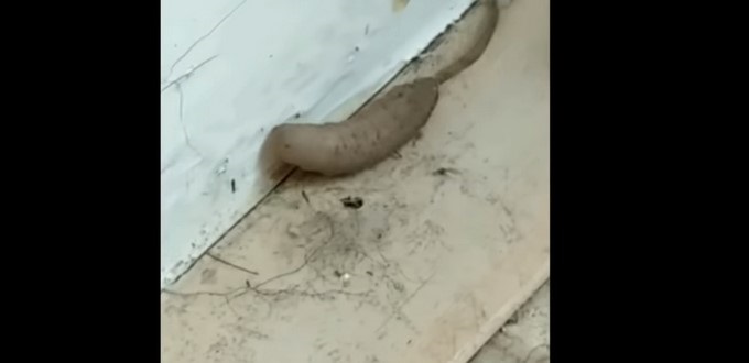 Captura tomada de Youtube: ViralVideoUK