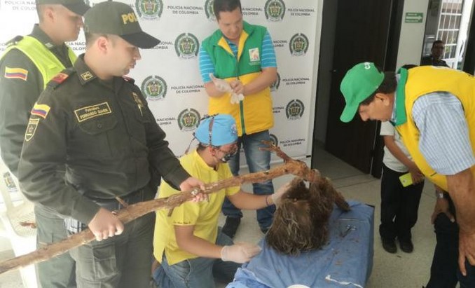 Investigan atroz ataque contra una osa perezosa. Ocurrió en Santander