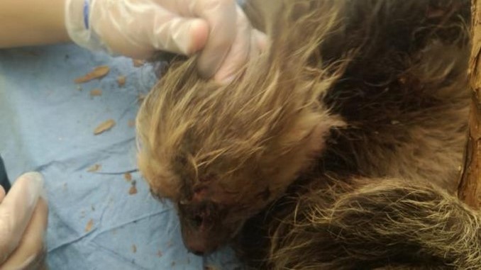 Investigan atroz ataque contra una osa perezosa. Ocurrió en Santander