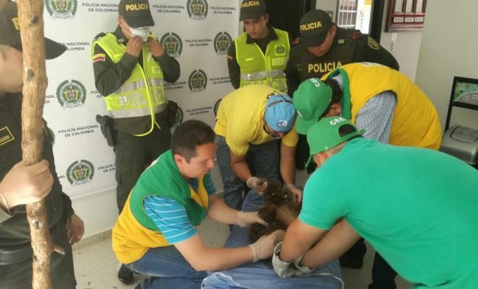 Investigan atroz ataque contra una osa perezosa. Ocurrió en Santander