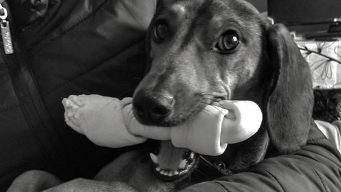 Perro Gaspar/ Captura tomada de Instagram: @cavieresjanis