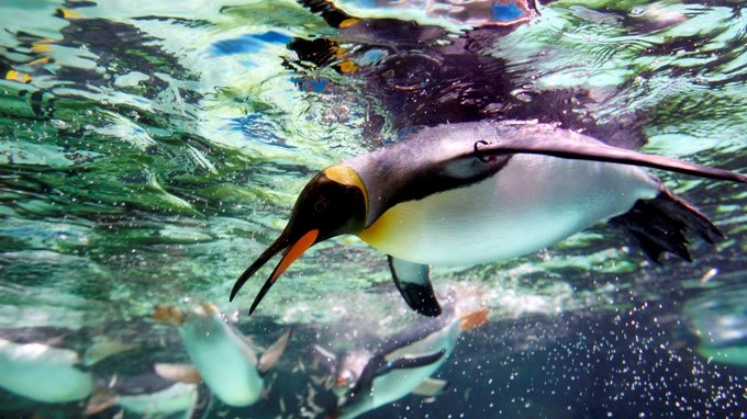 Pingüino rey, otra especie amenazada que merma drásticamente