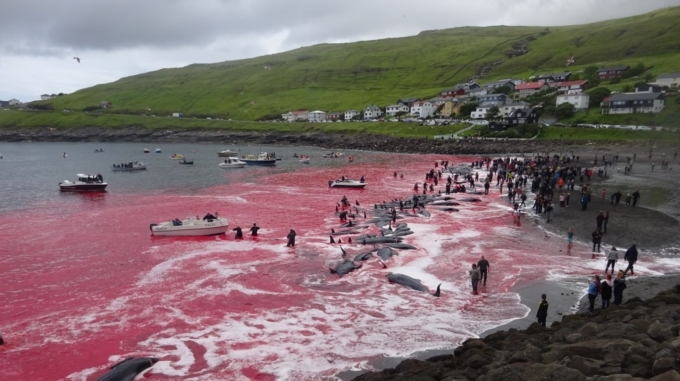 VIDEO Y FOTOS: El mar se tiñó de rojo con 180 muertes que están indignando a nivel internacional