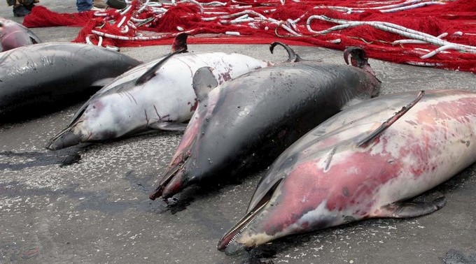 La marea roja se llevó consigo la vida de nueve delfines en Florida