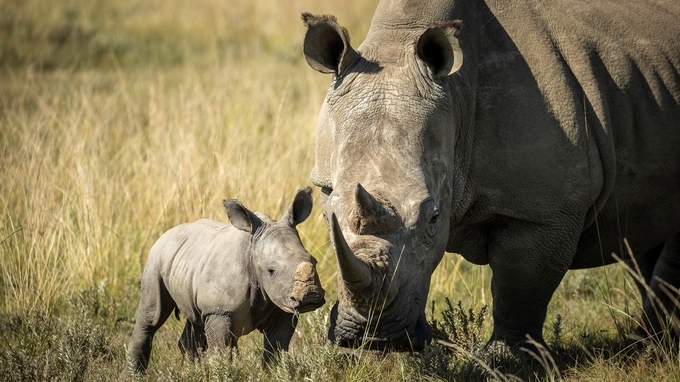 Siete personas fueron detenidas en Zimbabue con cuernos de rinoceronte avaluados en casi 1 millón de dólares