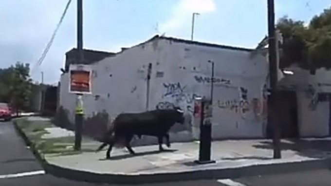 Toro escapó y generó caos