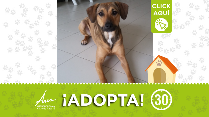 adopta10