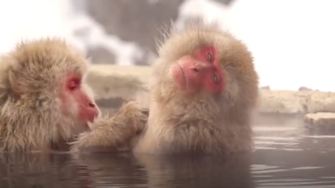 EN VIDEO: 8 Animales que no sabías que eran BISEXUALES