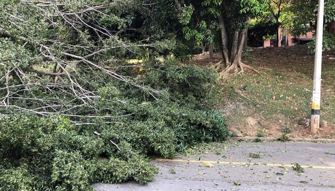 Árbol de grandes proporciones cayó sobre la avenida El Poblado