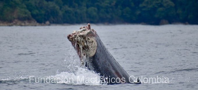 Ballena perdió la cola en el Golfo de Tribugá