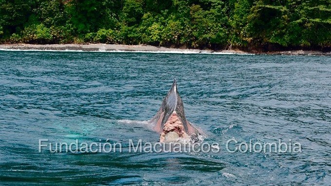 Ballena perdió la cola en el Golfo de Tribugá