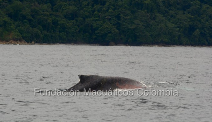 Ballena perdió la cola en el Golfo de Tribugá