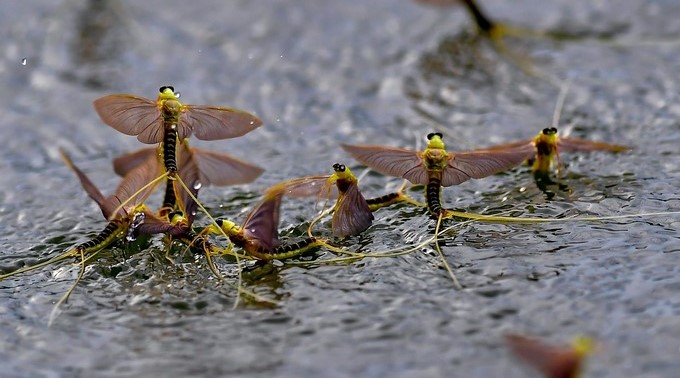 ¿Temor a insectos?, esto es lo que el cambio climático hará con ellos